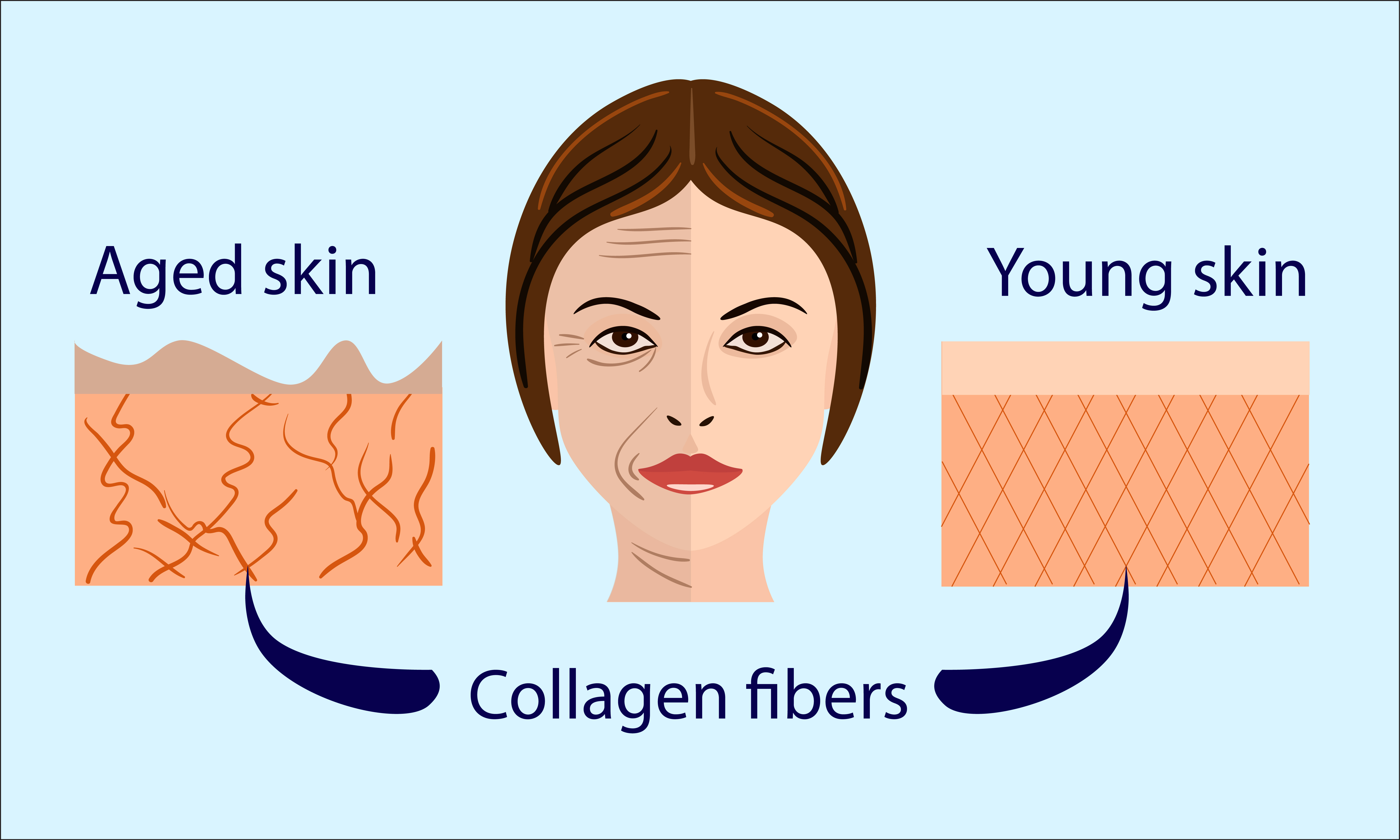 What is Collagen Remodeling? - Blog